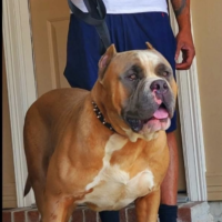 Dog Featured Image