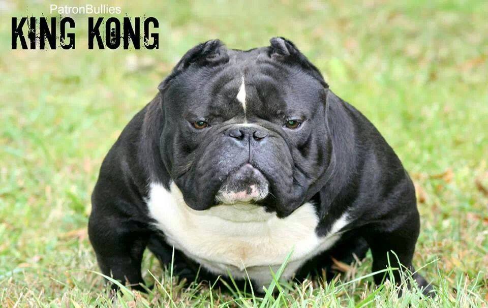 kong the bully