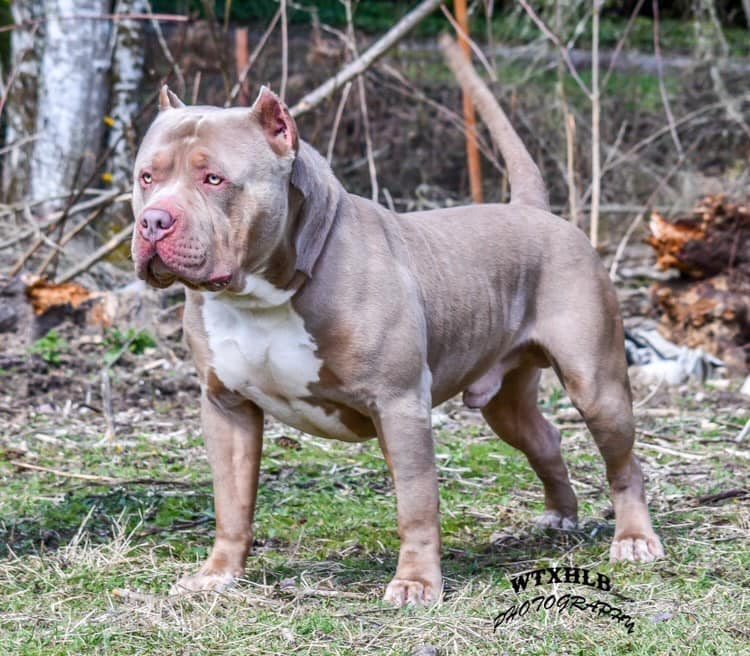 Louis V Line American Bullies, PRETTY BOY FLOYD