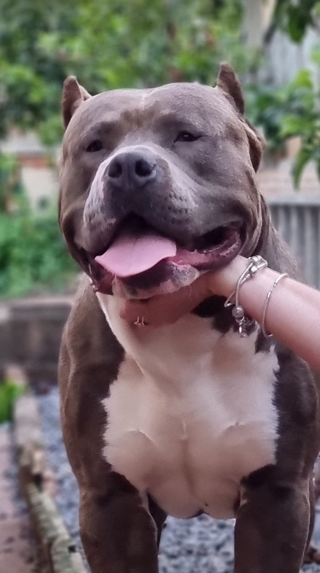 king kong bully pitbull