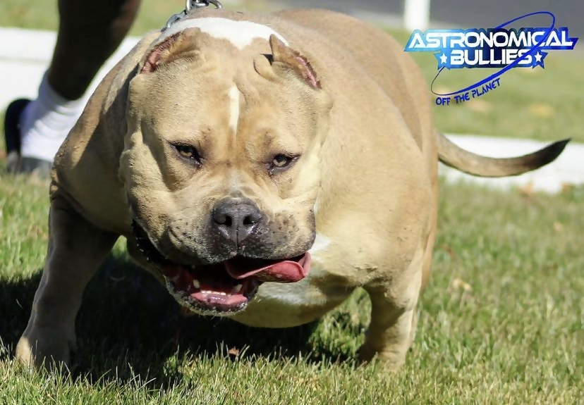 Dog Featured Image