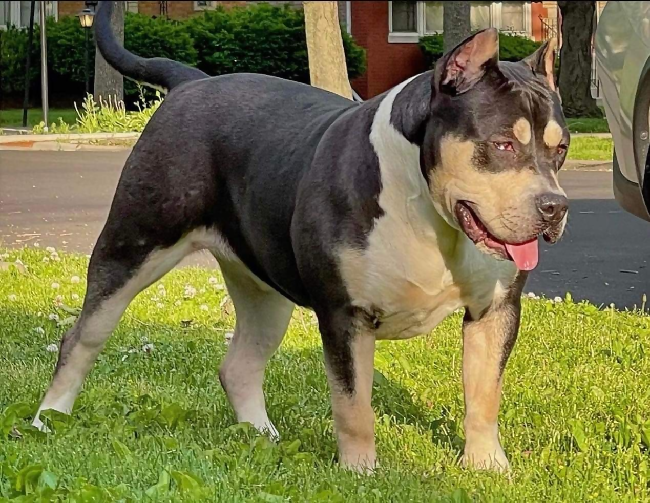 Dog Featured Image