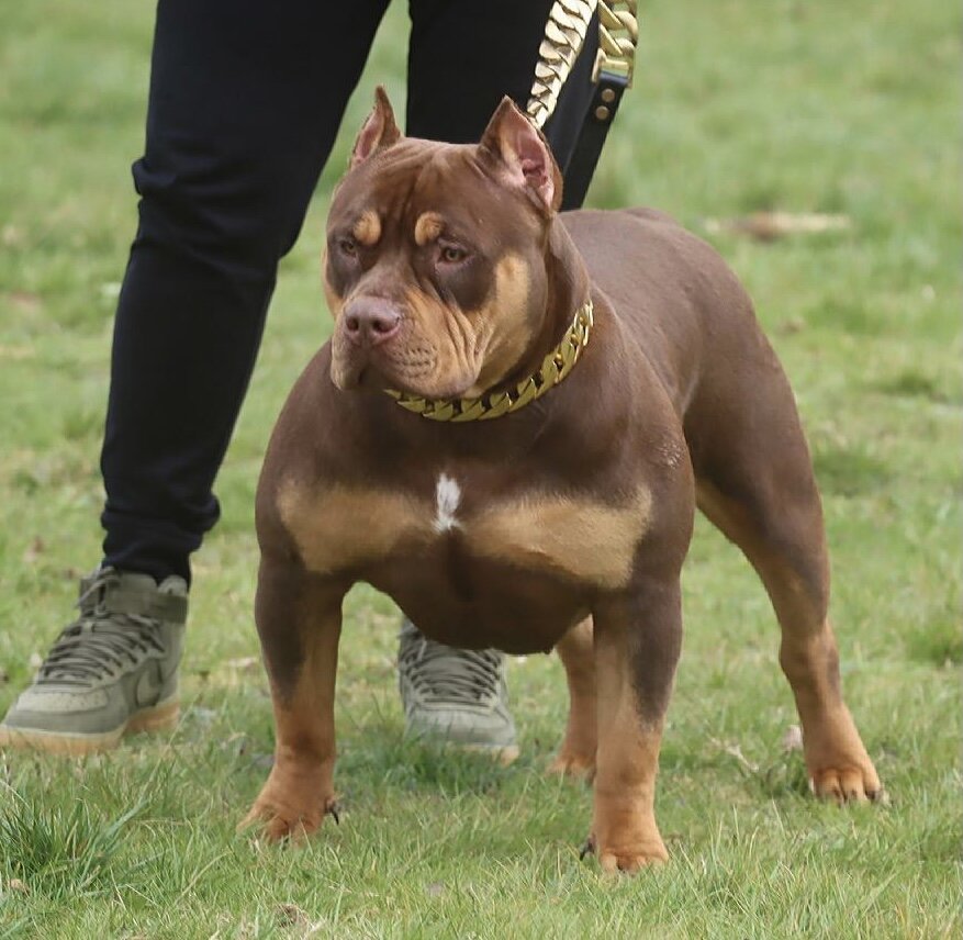 Dog Featured Image