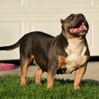 Dog Featured Image