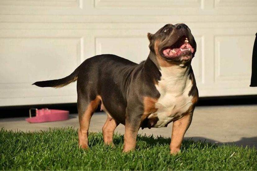 Dog Featured Image