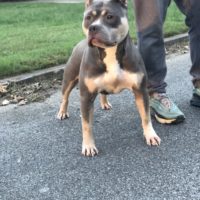 Dog Featured Image