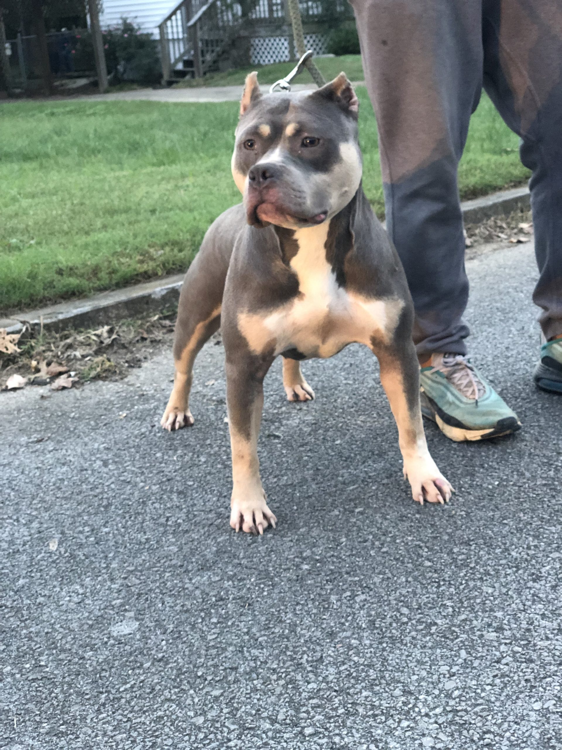 Dog Featured Image