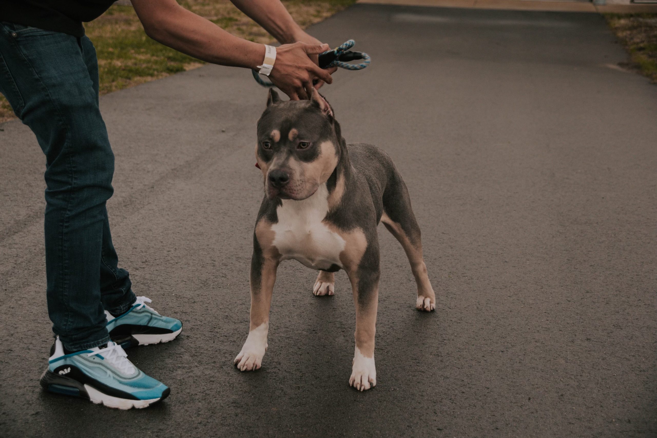 Dog Featured Image