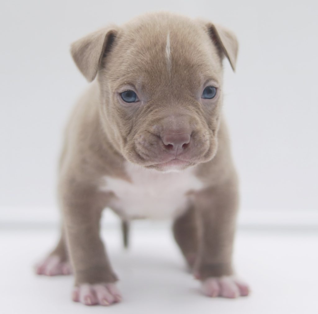 Champagne hotsell bully puppies