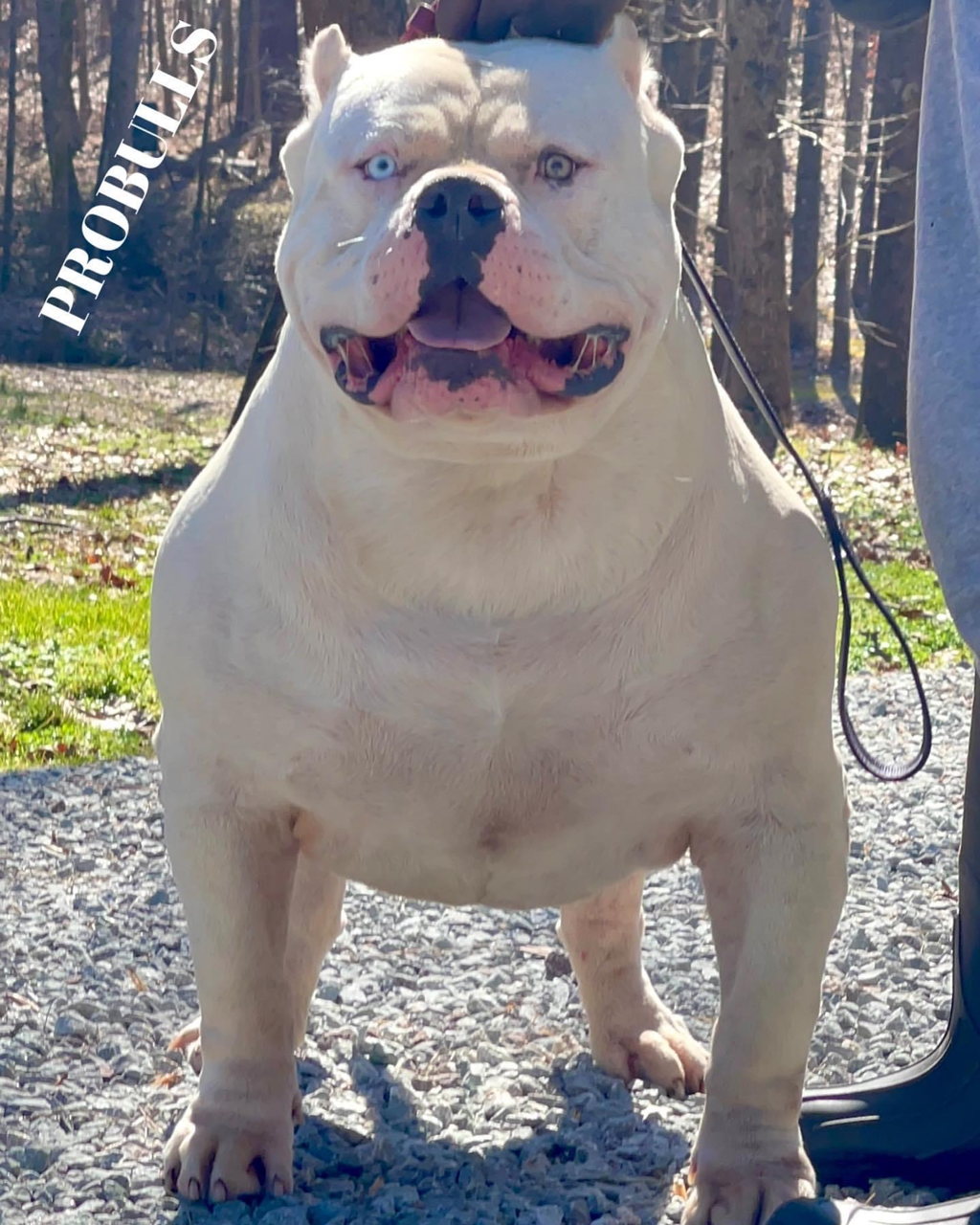 Probulls kennels hot sale