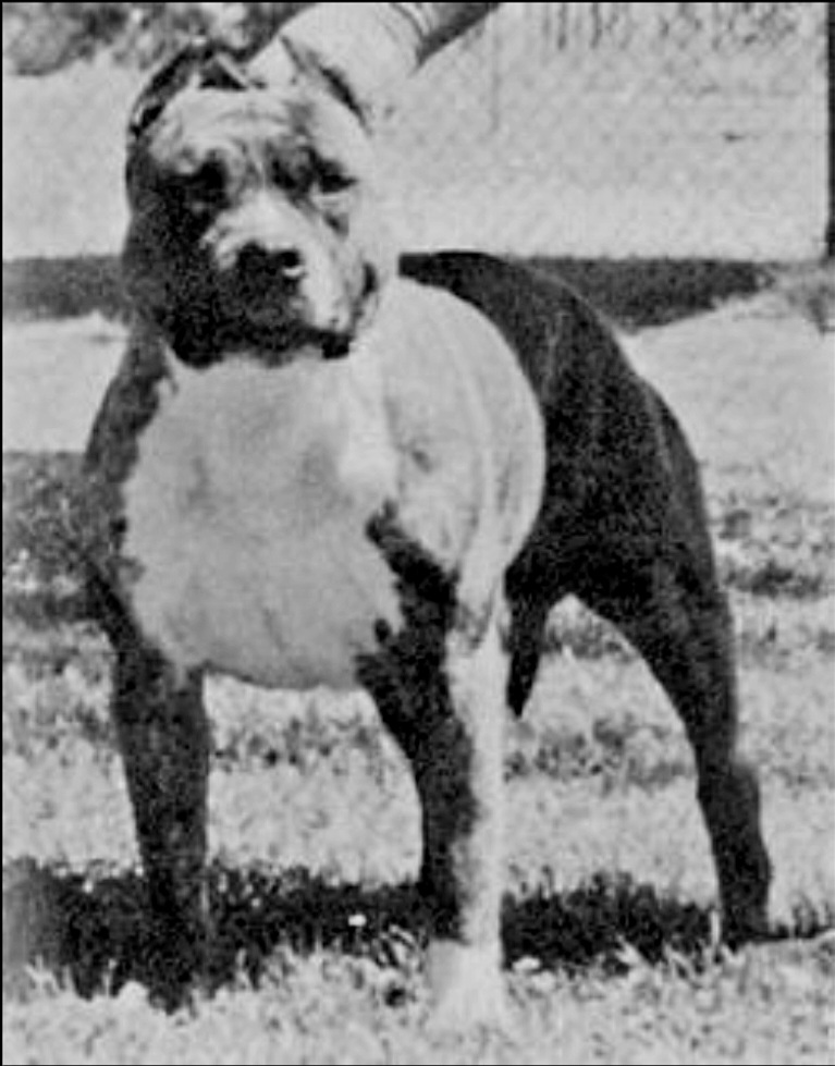 Dog Featured Image