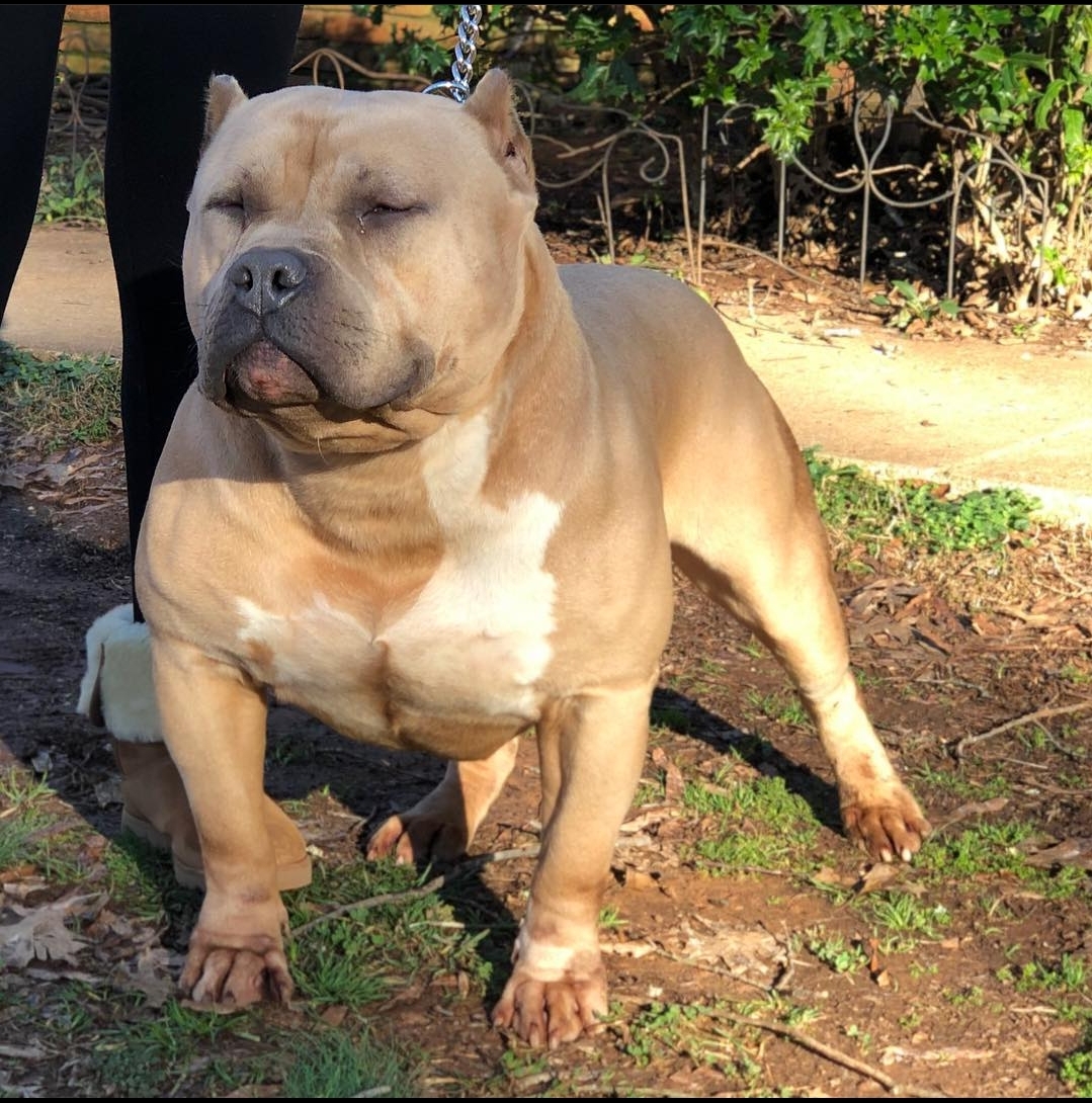 Dog Featured Image