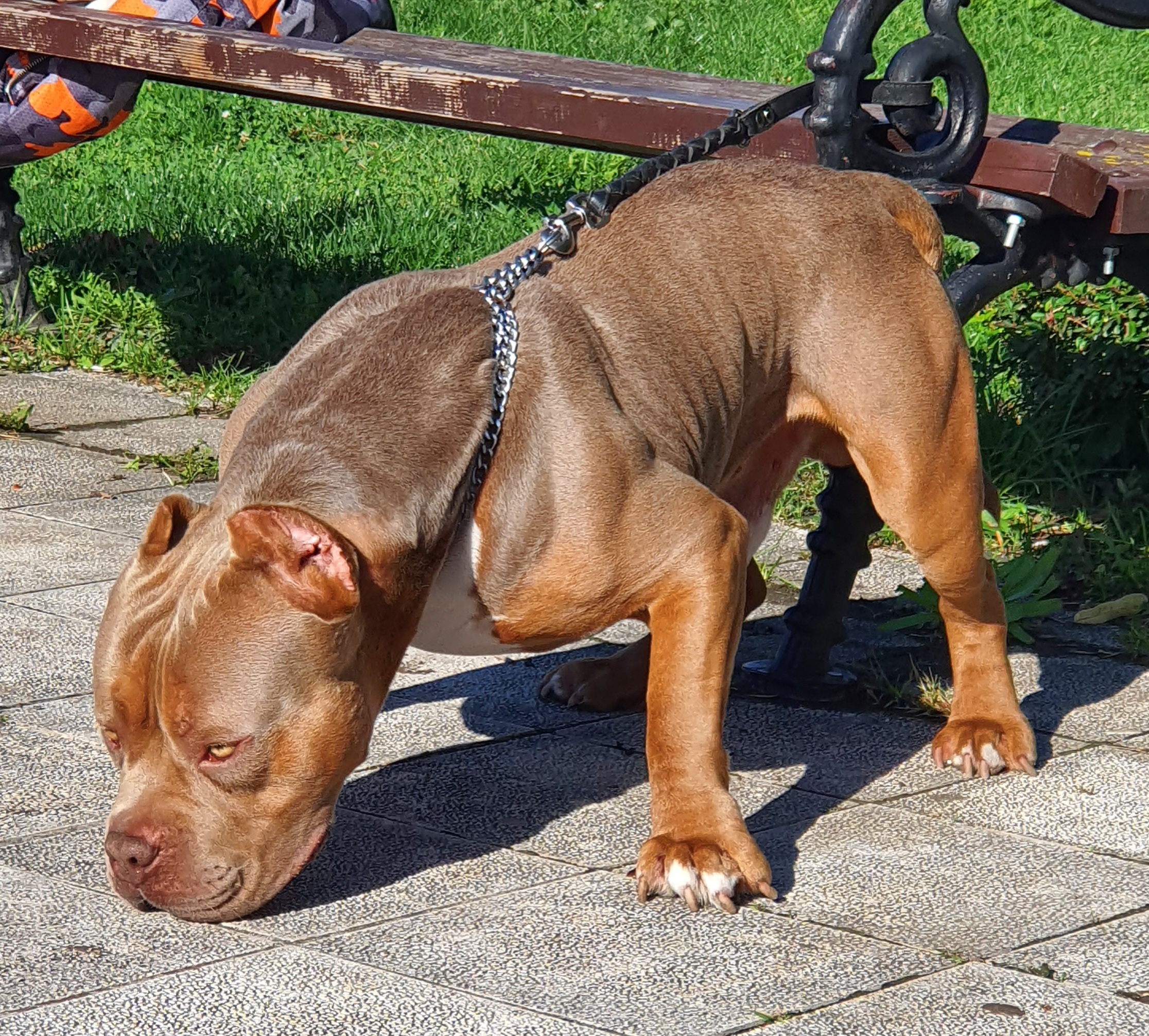 Dog Featured Image