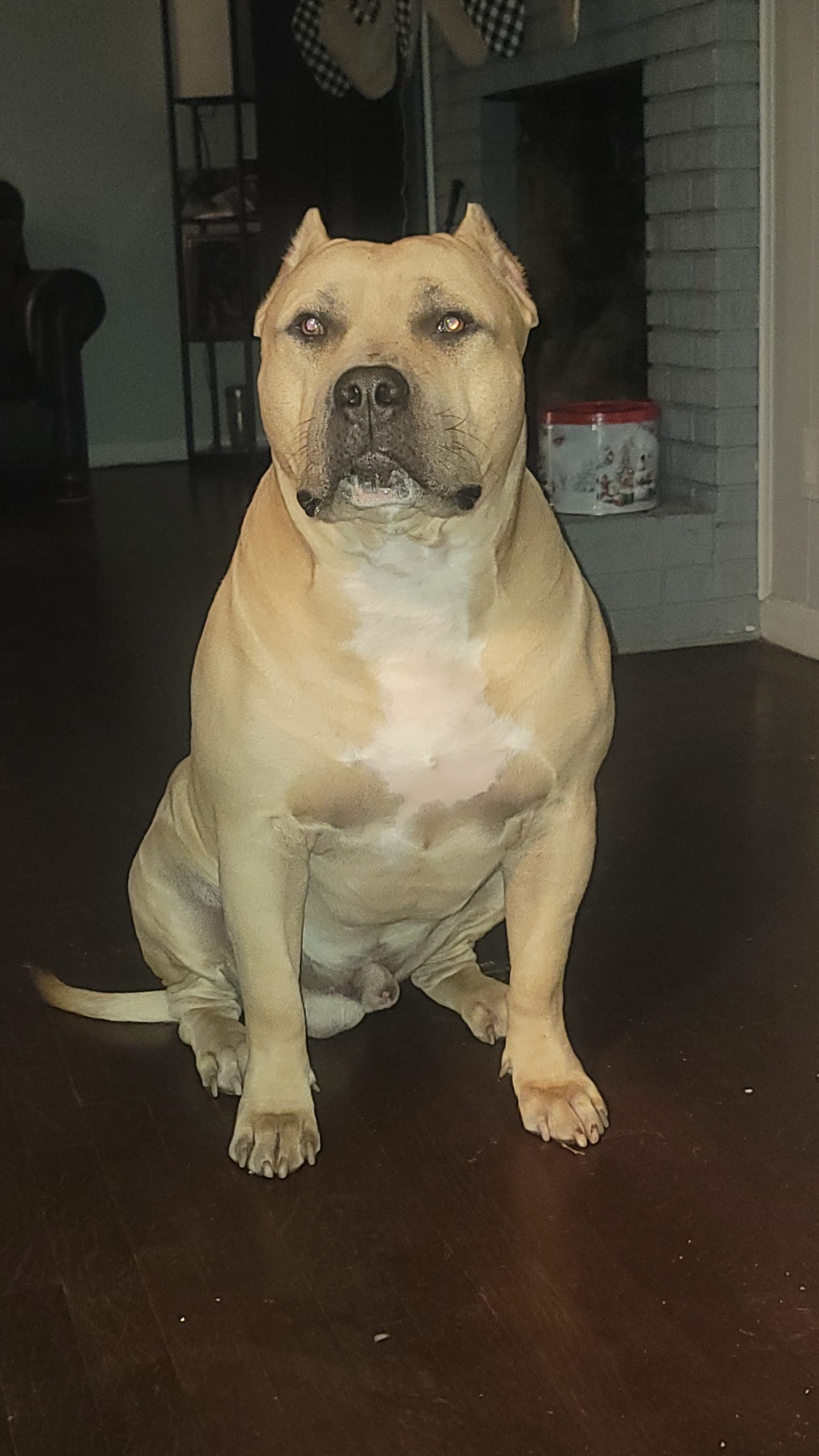 Dog Featured Image