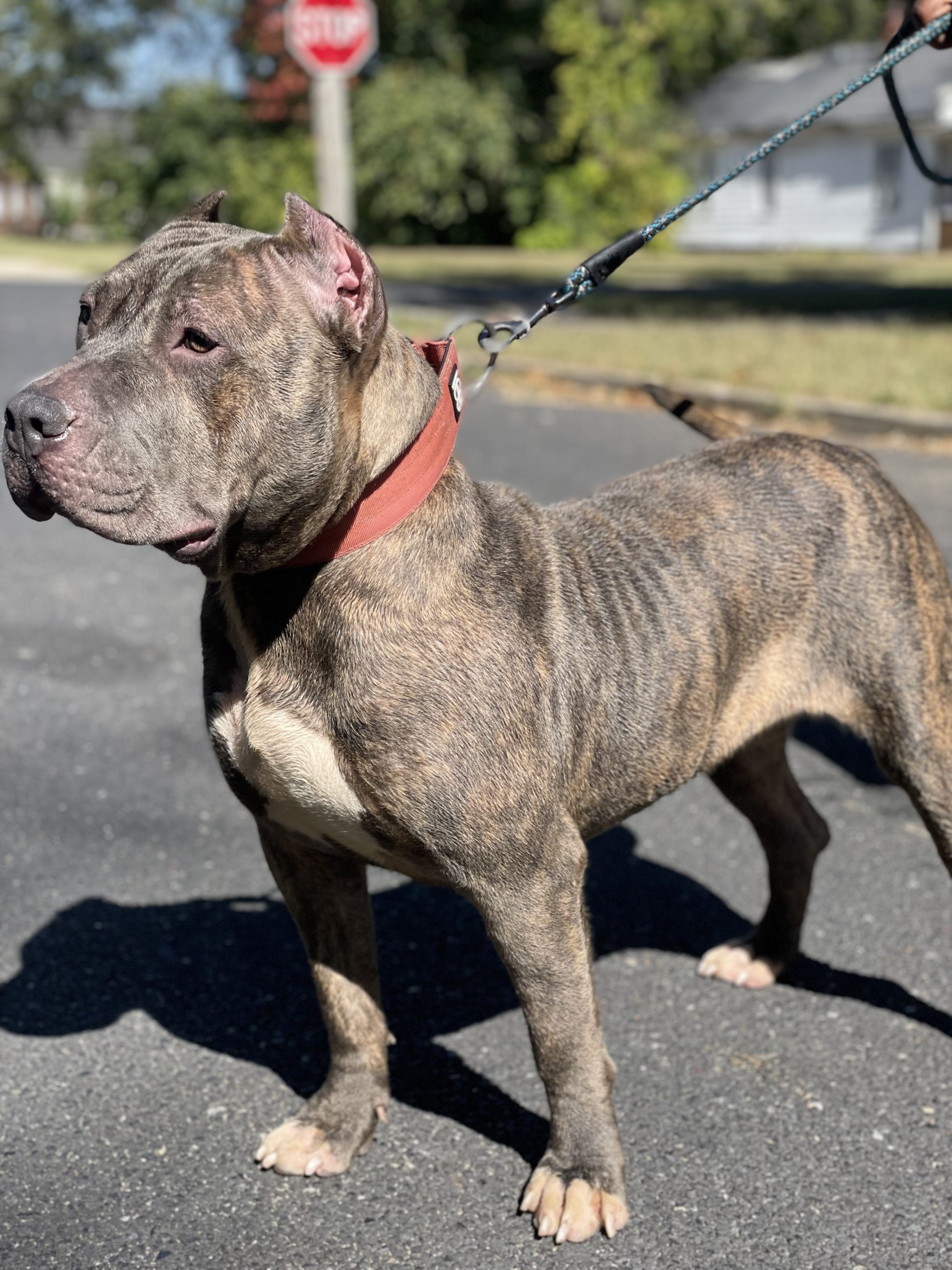 Dog Featured Image