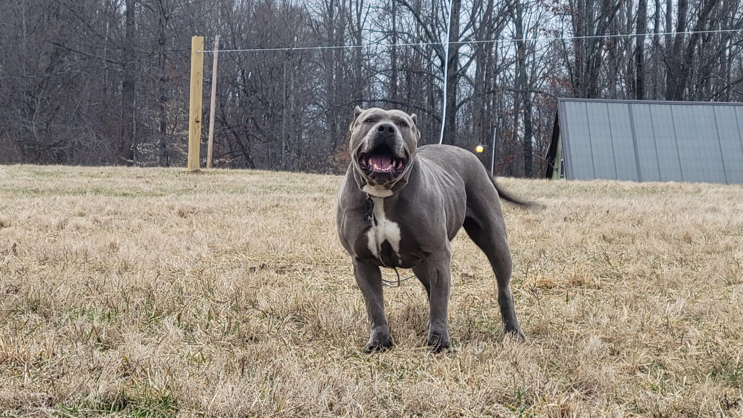 Dog Featured Image