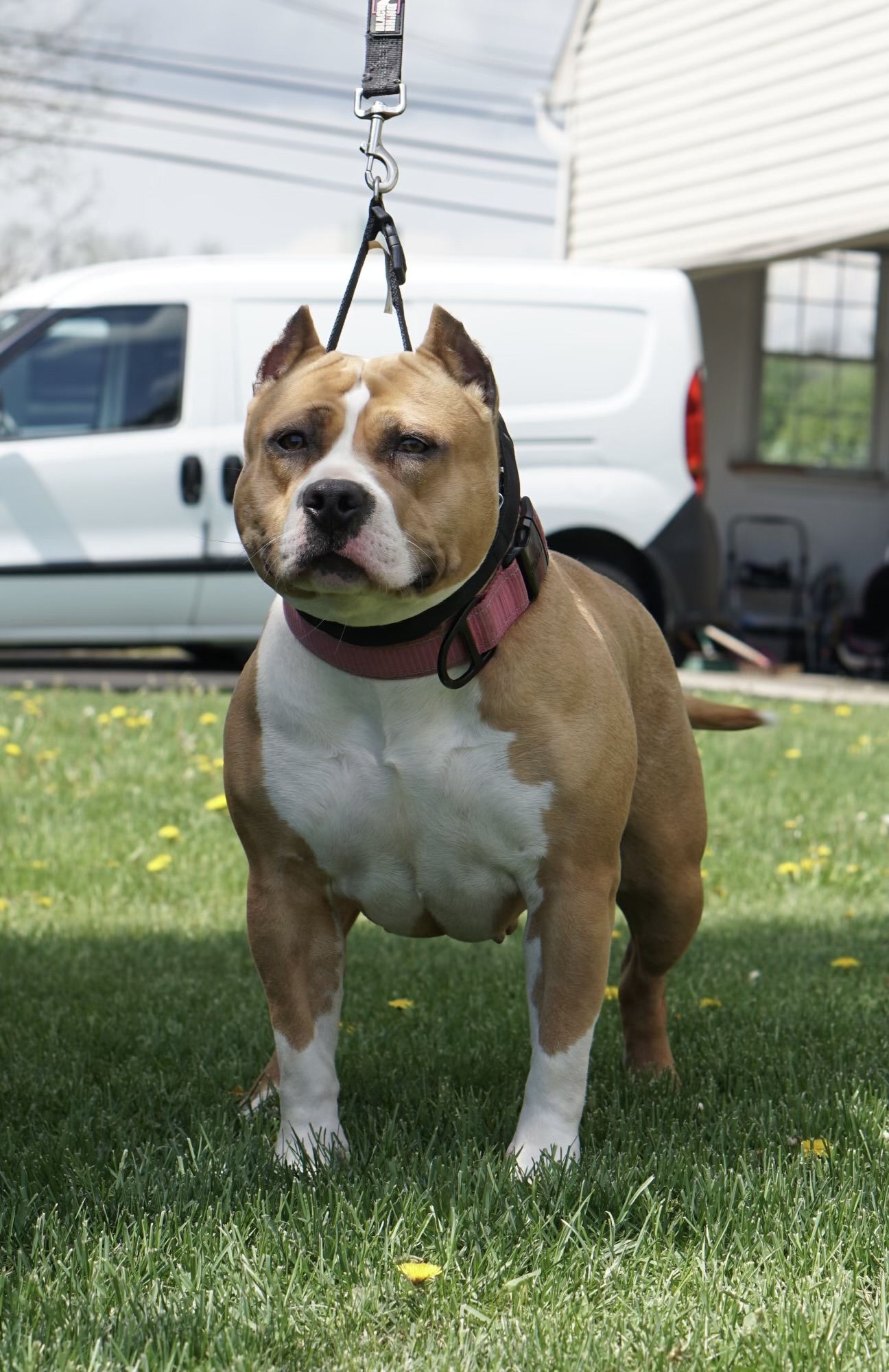 Dog Featured Image