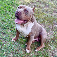 Dog Featured Image