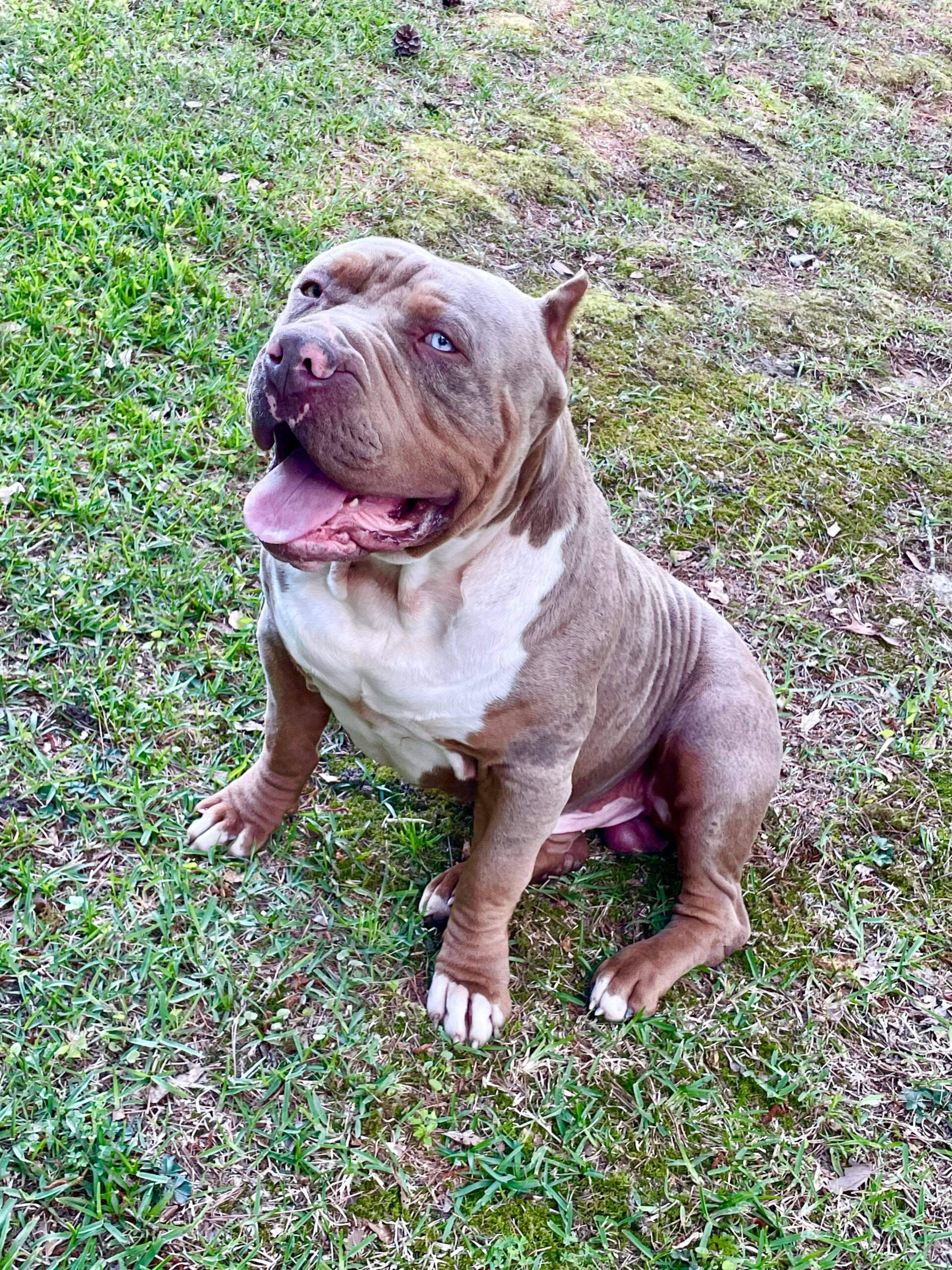 Dog Featured Image