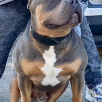 ‘PR’ BOOGIEDOWN SUMO OF MAXIMUS BULLY