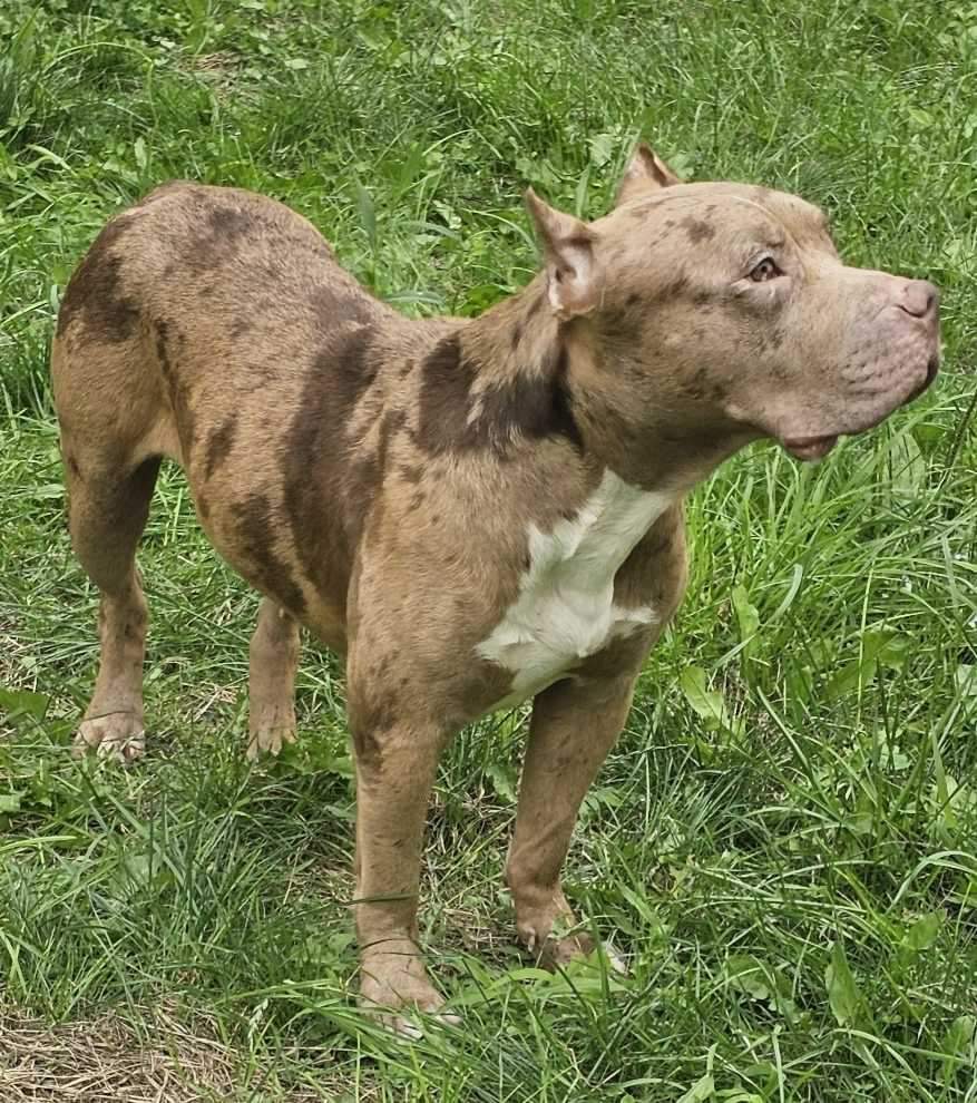 Dog Featured Image