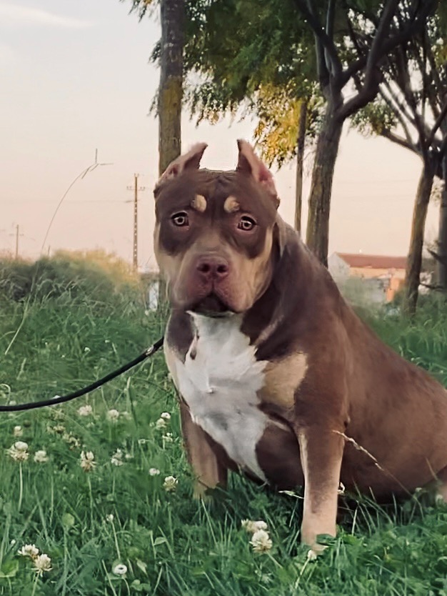 Dog Featured Image