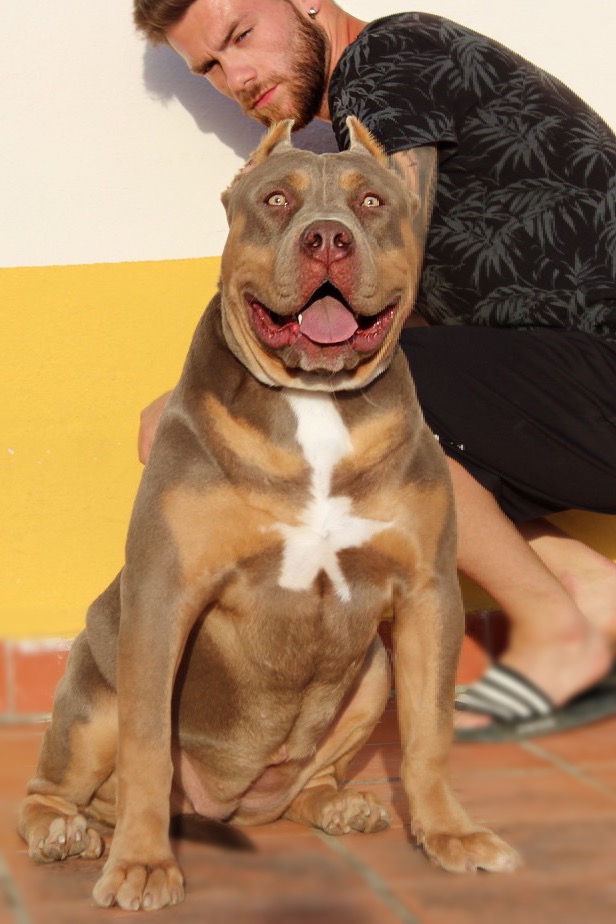 Dog Featured Image