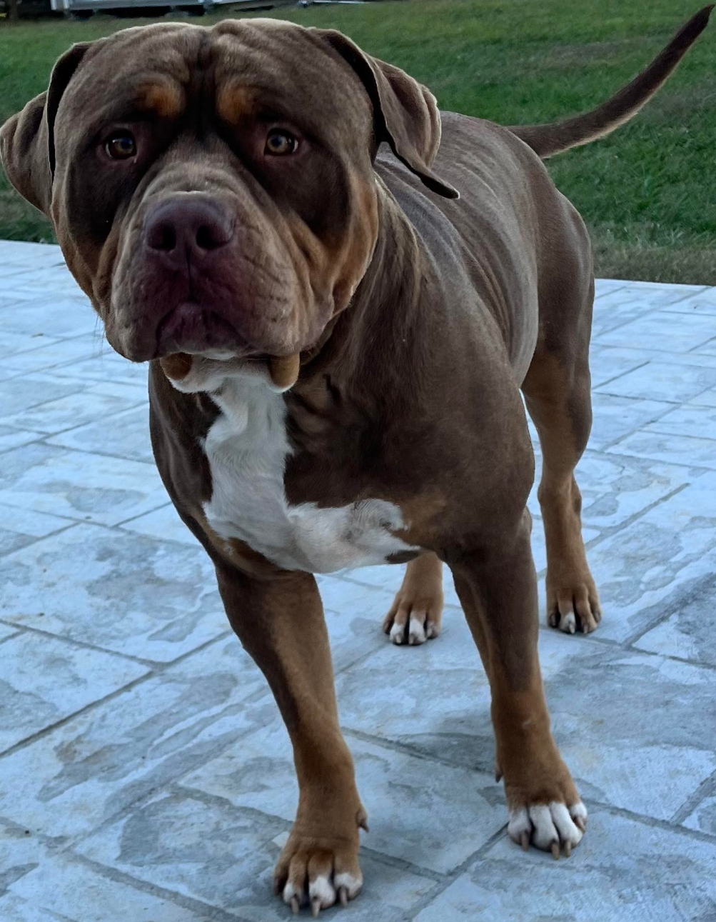 Dog Featured Image