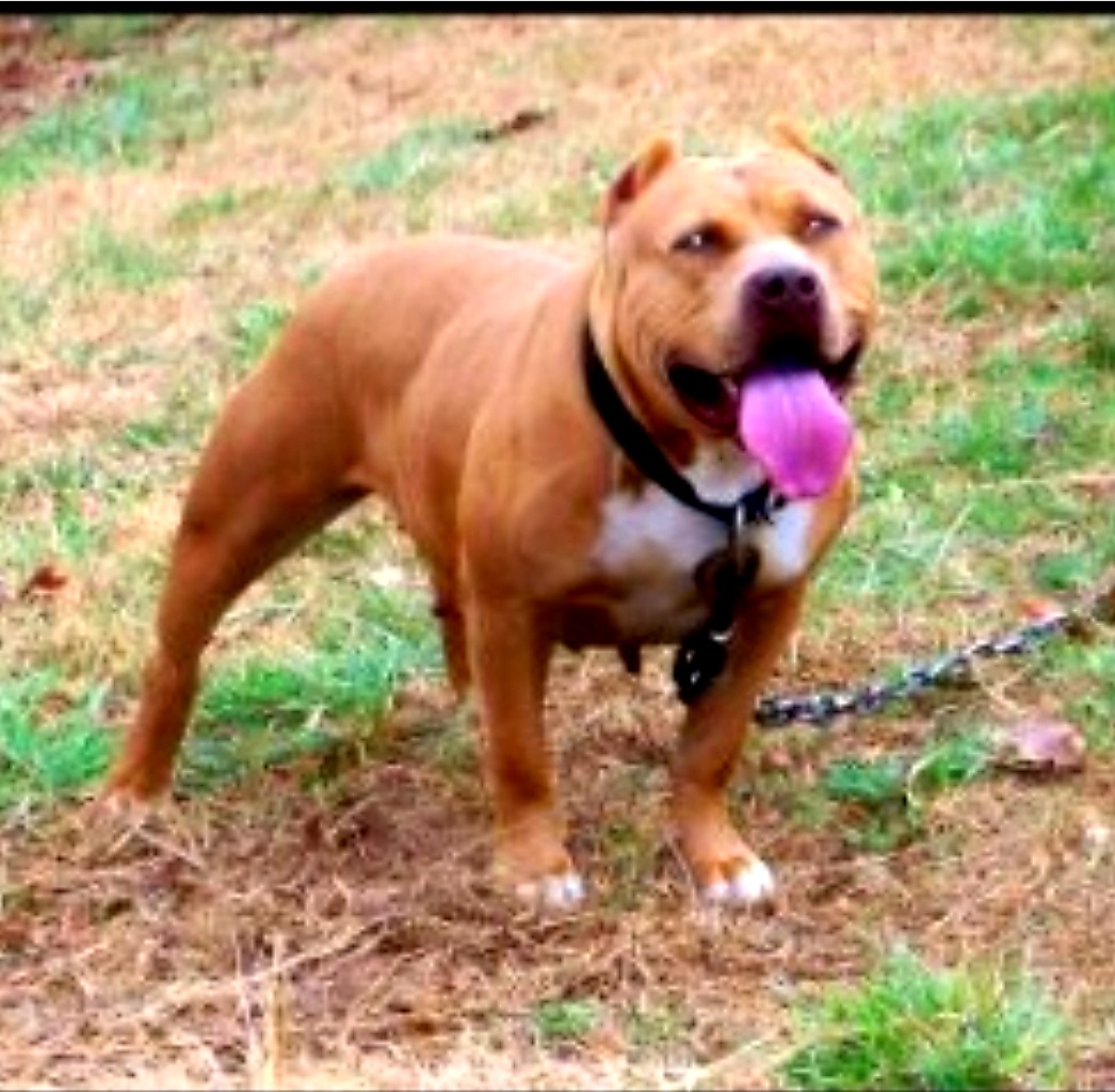 Dog Featured Image