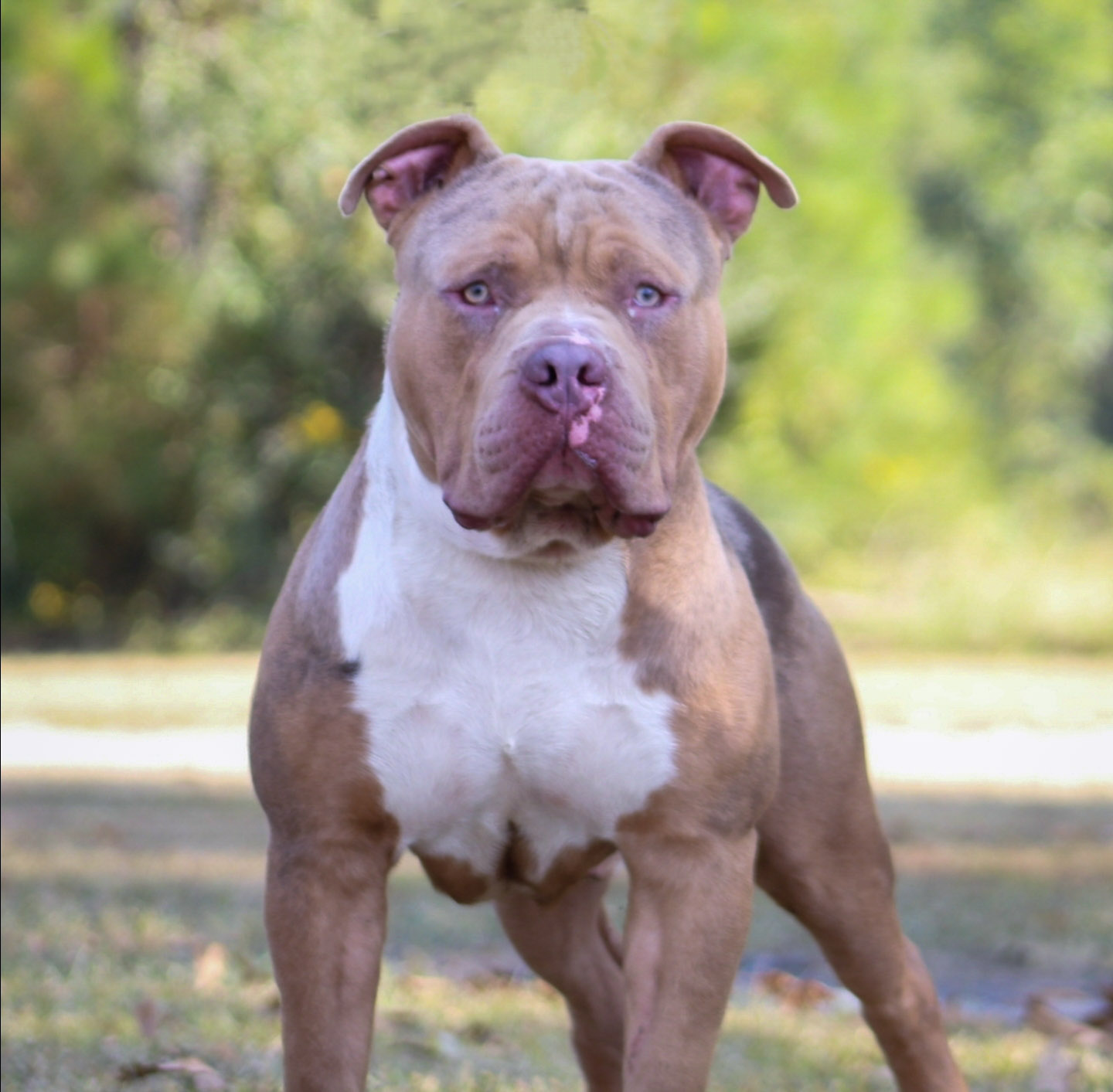 Dog Featured Image