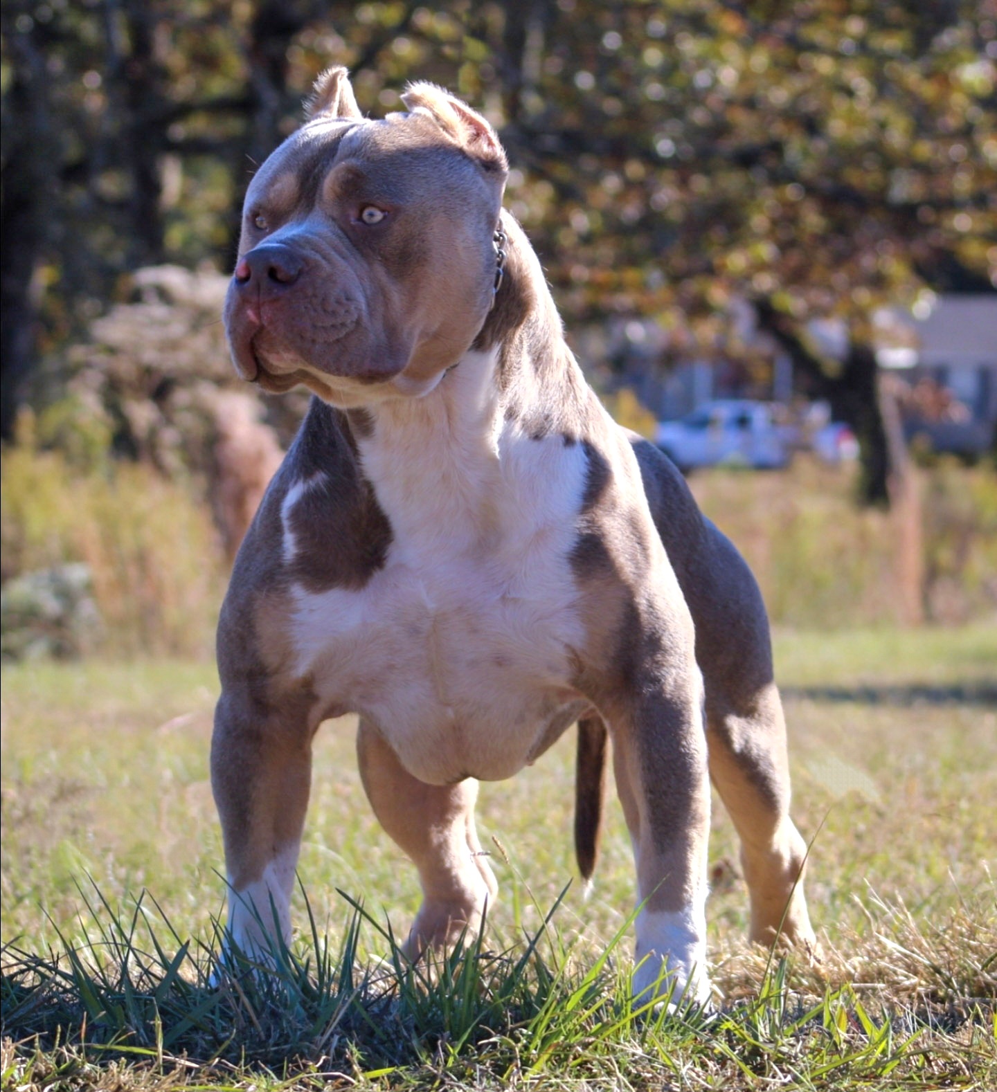 Dog Featured Image