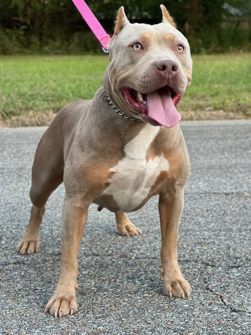 Dog Featured Image
