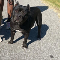 HARDAWAYBULLIES SHADOW AKA REAPER