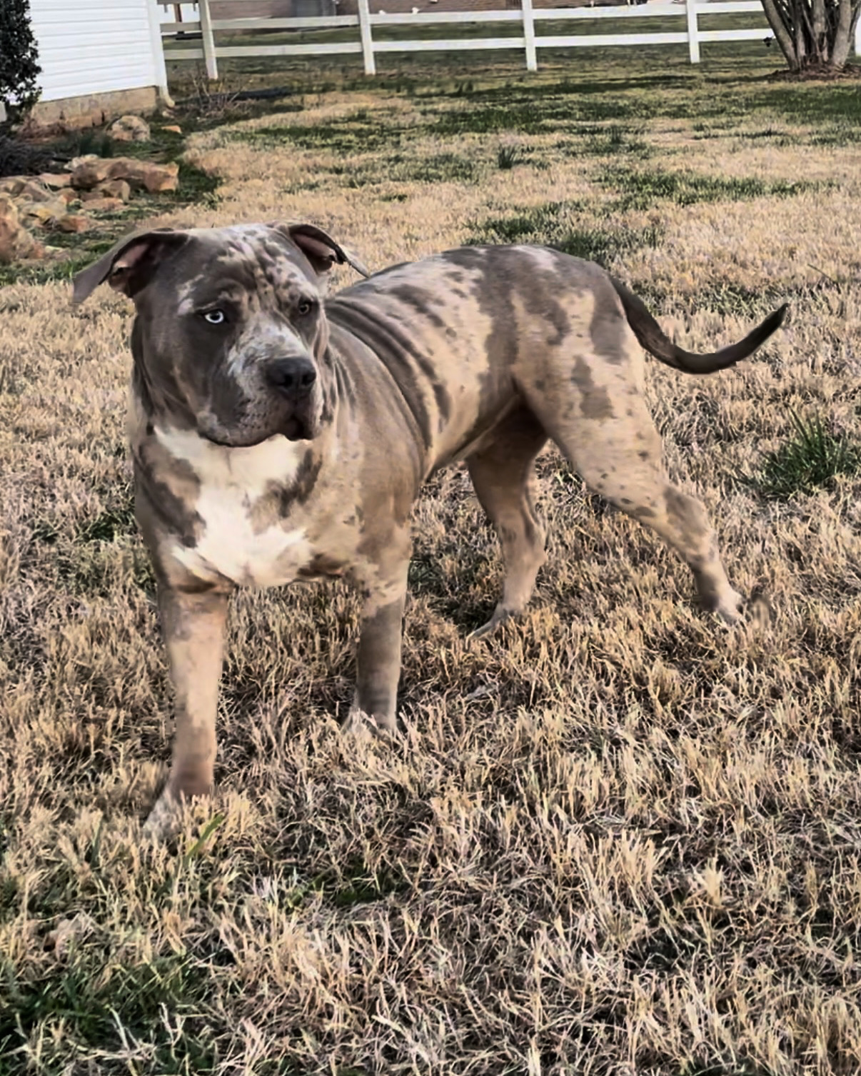 Dog Featured Image