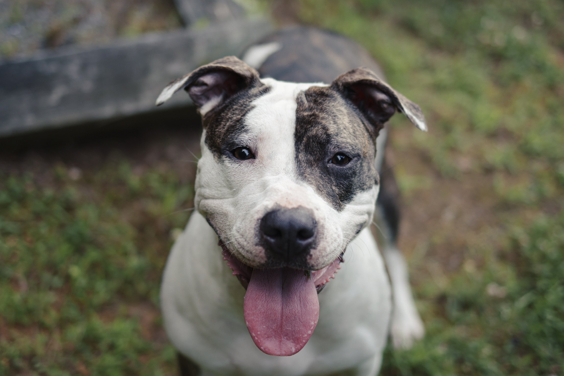 Dog Featured Image
