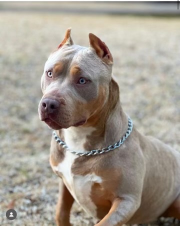Dog Featured Image