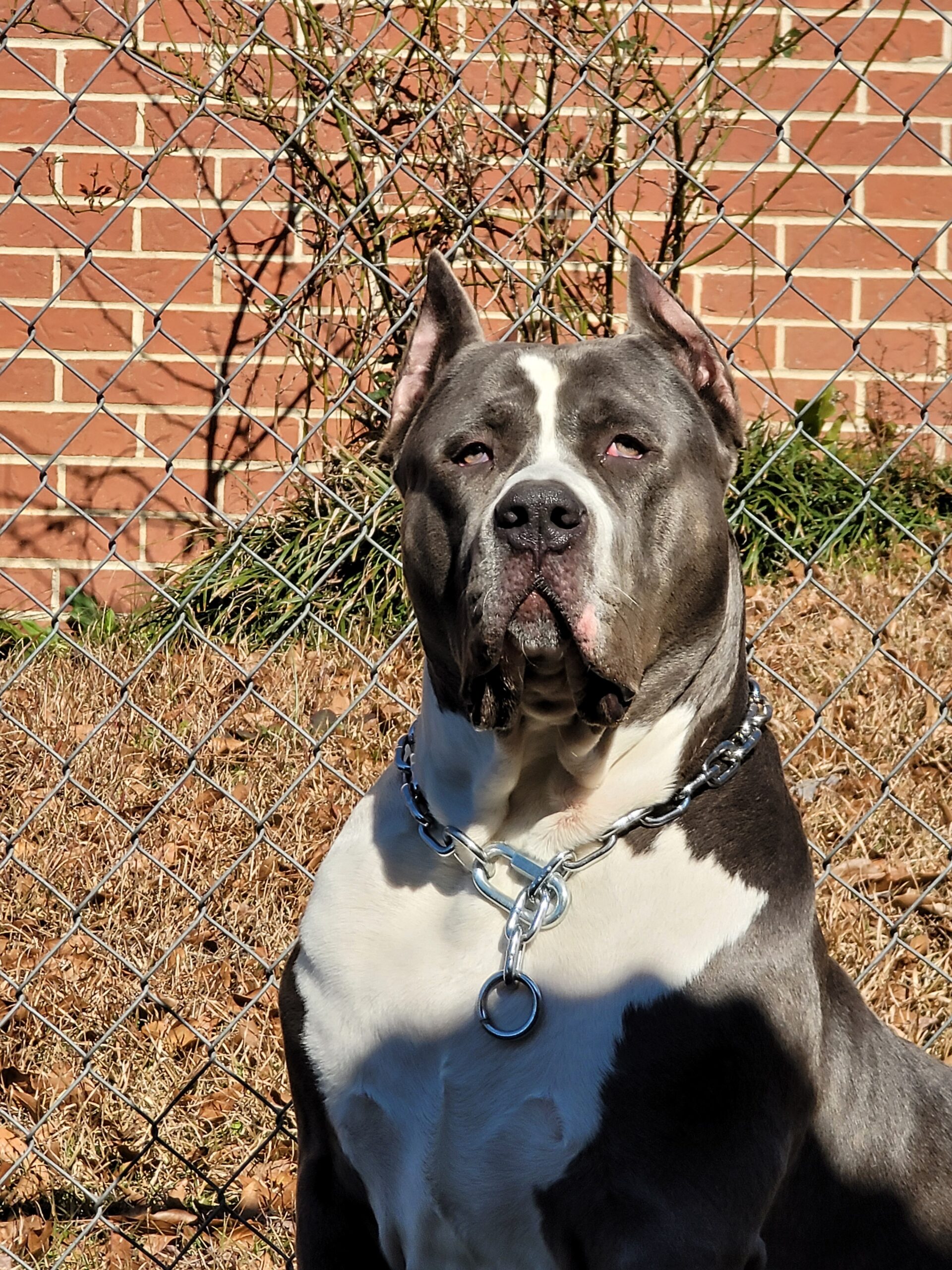 Dog Featured Image