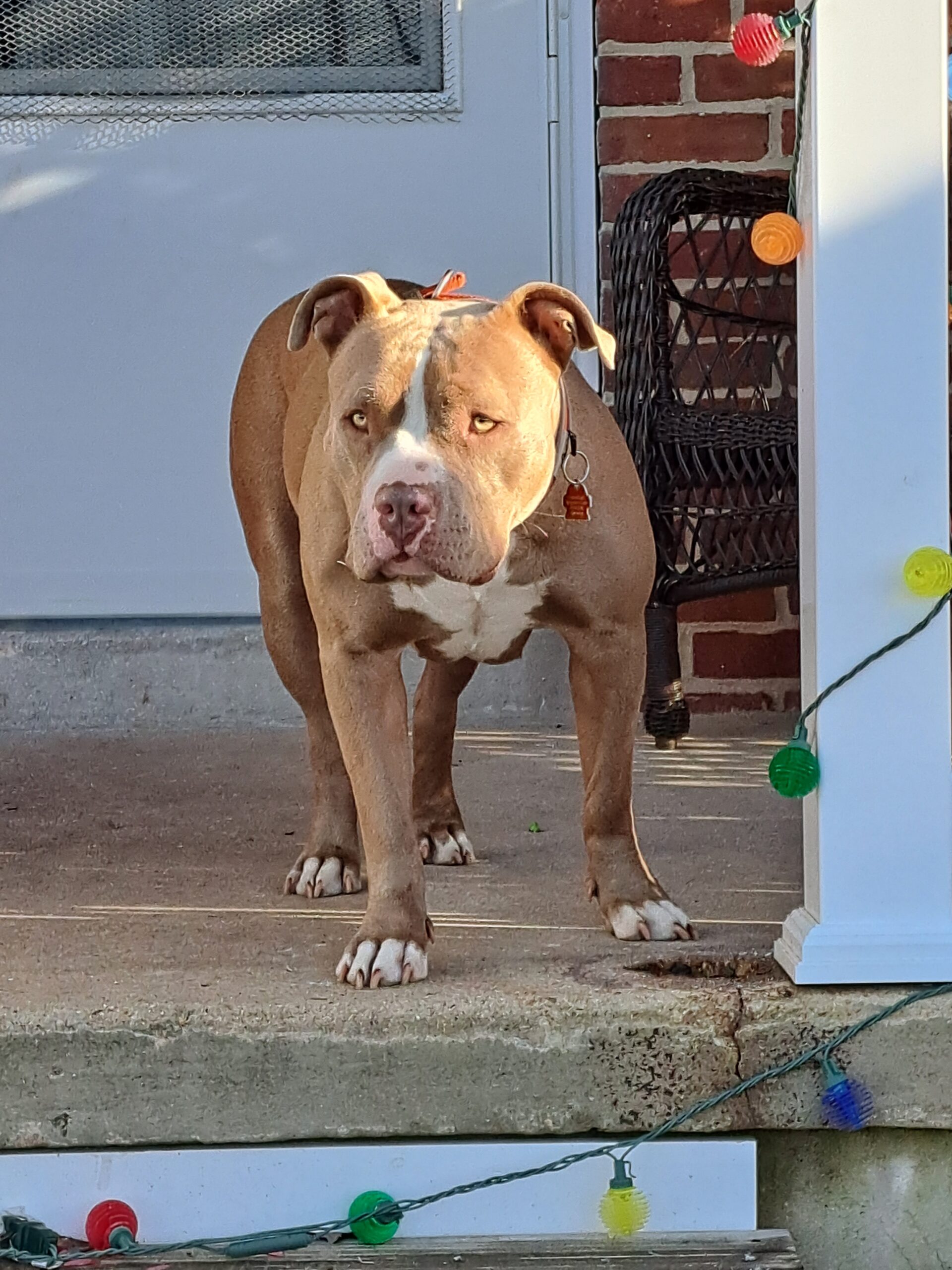 Dog Featured Image