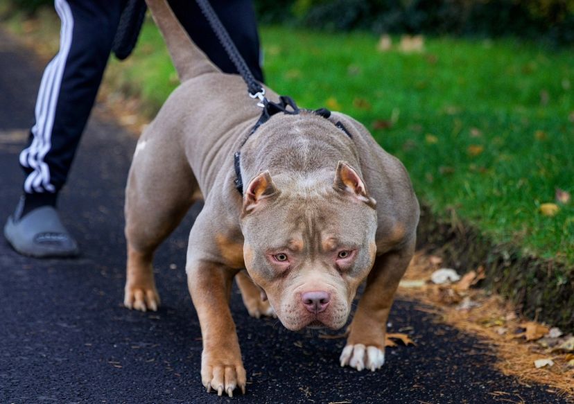 Dog Featured Image