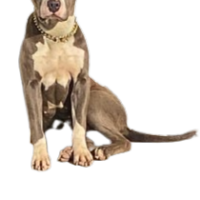 ZBK ” Mia “