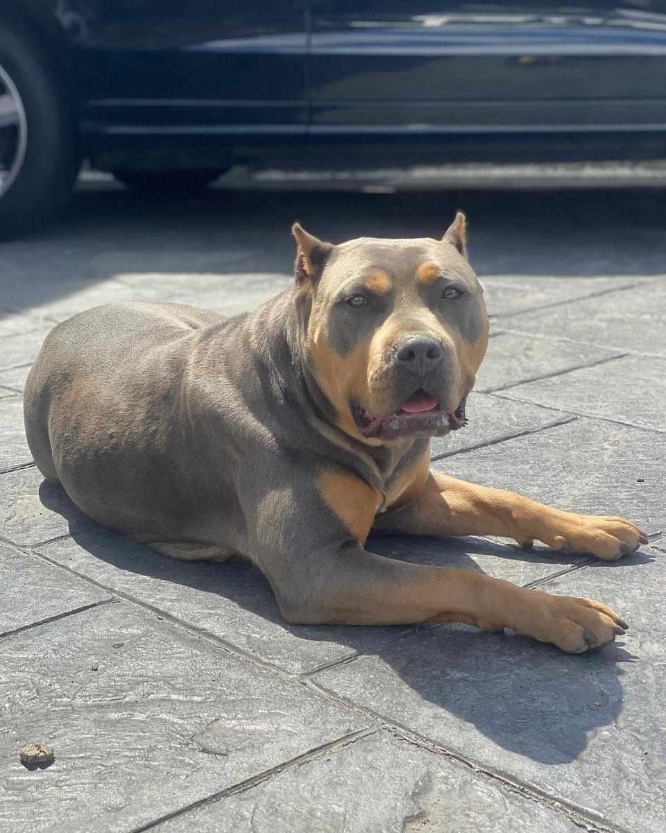 Dog Featured Image