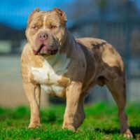 LIONSFORCEBULLY PUFFY