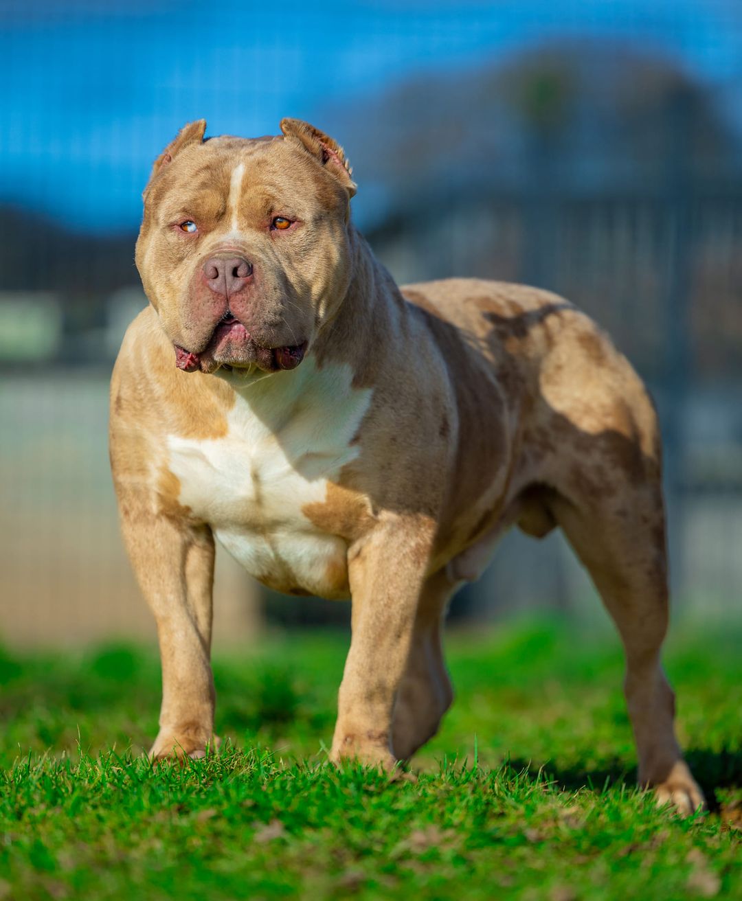 Dog Featured Image