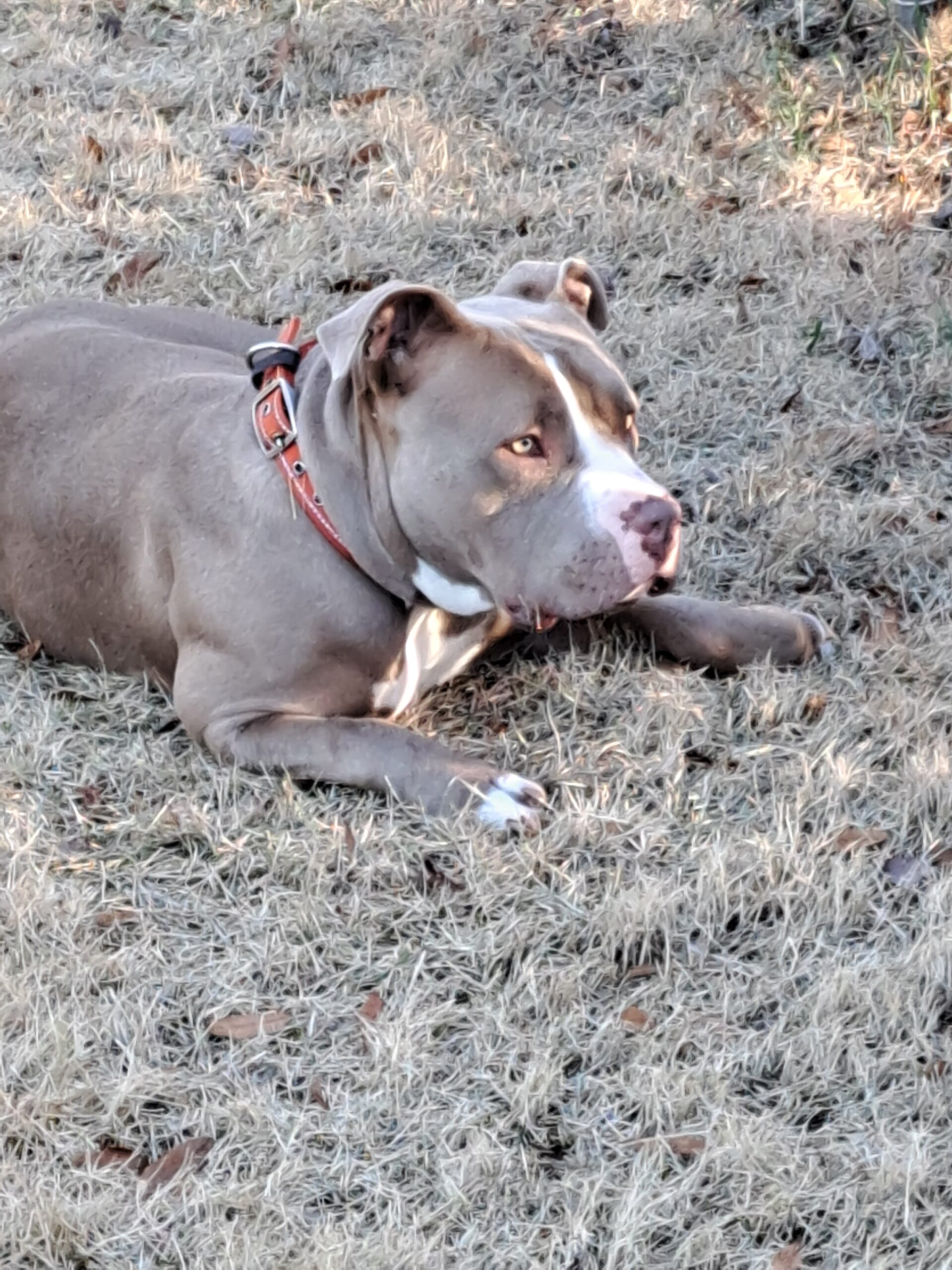 Dog Featured Image