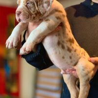 GemsBullie’s Sinaloa