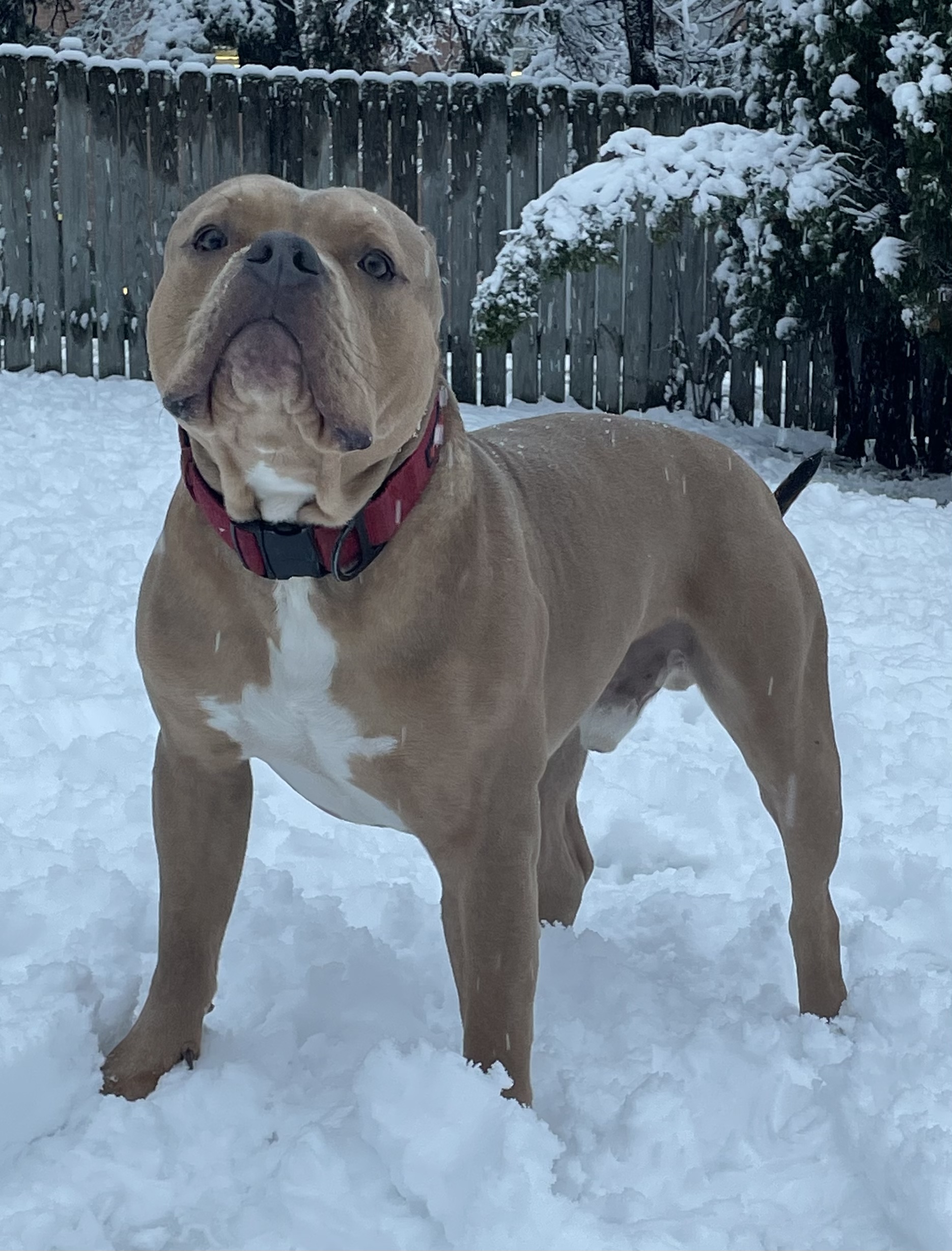 Dog Featured Image