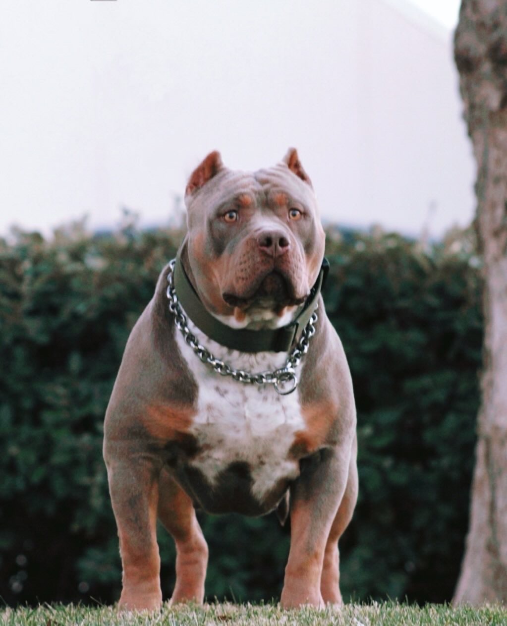 Dog Featured Image