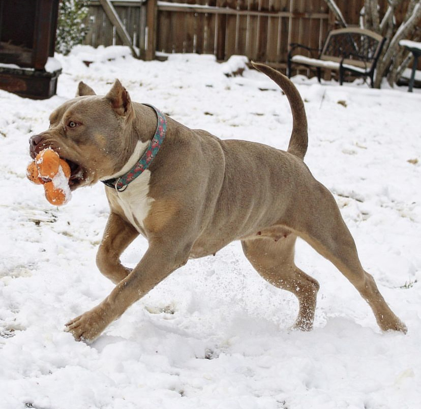 Dog Featured Image