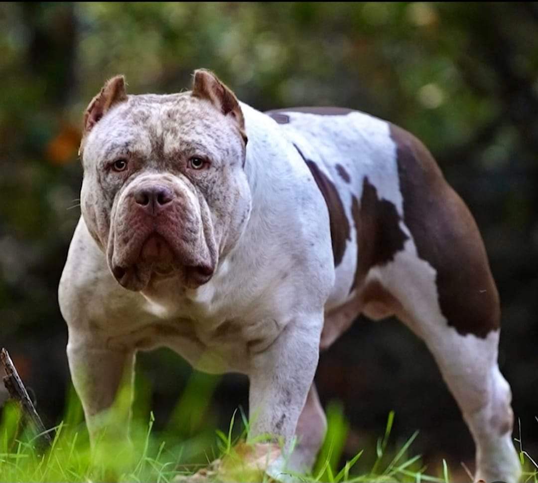 Dog Featured Image