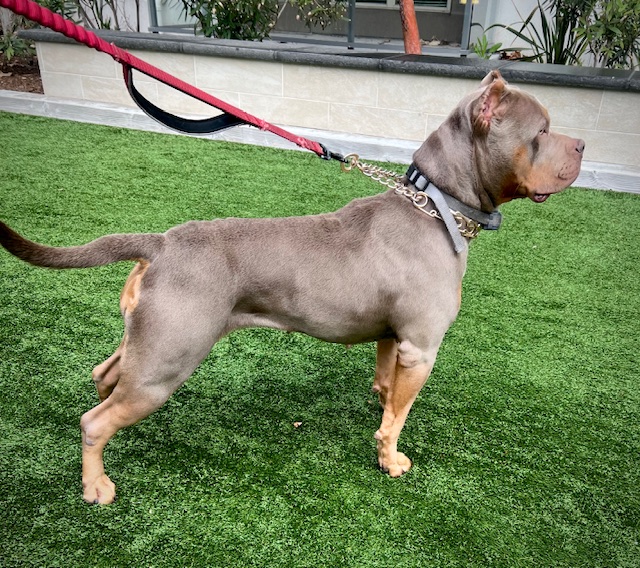 Dog Featured Image